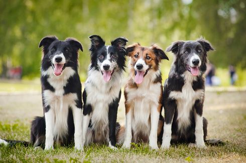 4 Anjing Jenis Collie yang Dapat Dipelihara di Rumah