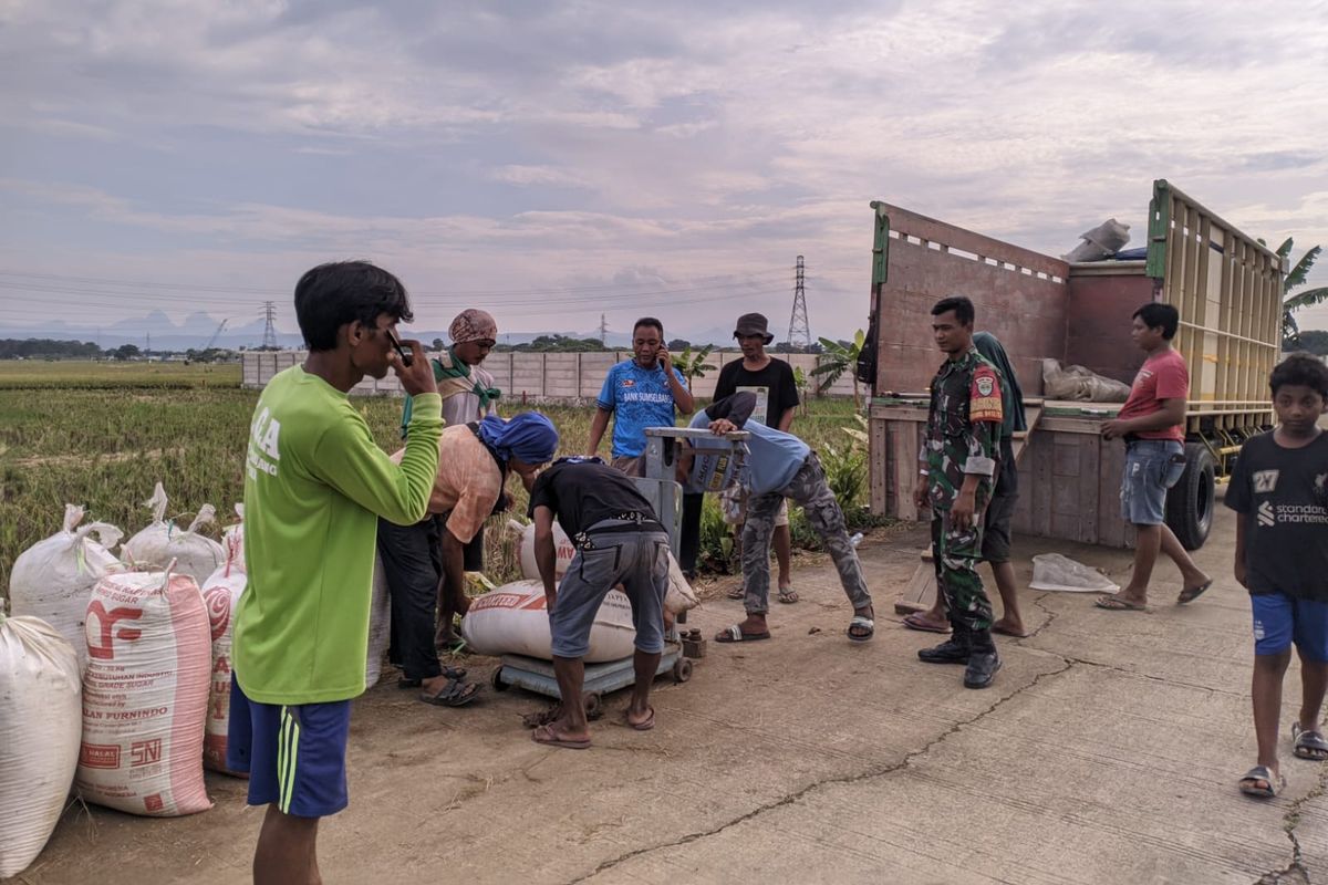 Perum Badan Urusan Logistik (Bulog) Kantor Cabang (Kancab) Karawang semakin masif melakukan penyerapan gabah kering panen (GKP) langsung di tingkat petani. 
