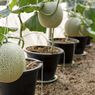Cara Menanam Melon di Pot, Bisa di Halaman Rumah