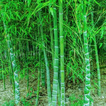 Ilustrasi tanaman bambu kulit penyu atau tortoiseshell bamboo (Phyllostachys edulis var. heterocycle)/