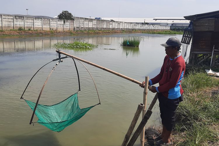 Tambak di Juwana Diduga Tercemar Limbah Pabrik, Ikan Mati Berulang Kali dan Petambak Merugi