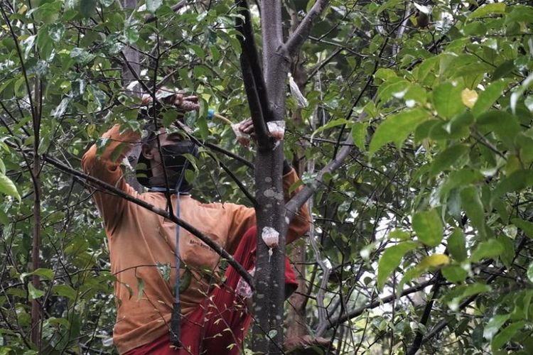 Petani sedang  merawat dan memilhara Pohon Gaharu.