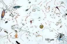 Apa Perbedaan Fitoplankton dan Zooplankton?