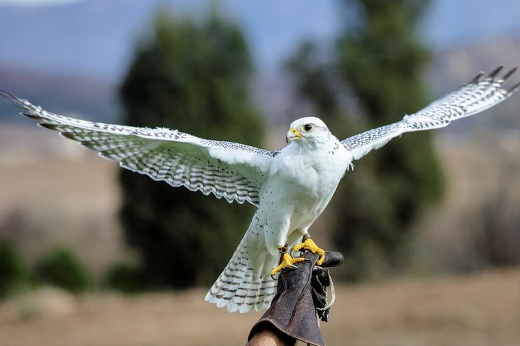 Ilustrasi burung Gyrfalcon. 