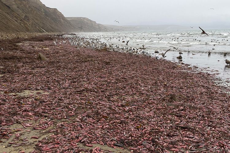 Ribuan, ikan penis terdampar di pantai California.