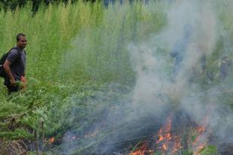 Polisi Aceh Besar memusnahkan 5 hektar ladang ganja, Kamis (10/10/2013).