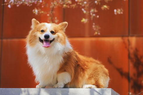 10 Ras Anjing yang Suka Bermain, dari Corgi sampai Bulldog