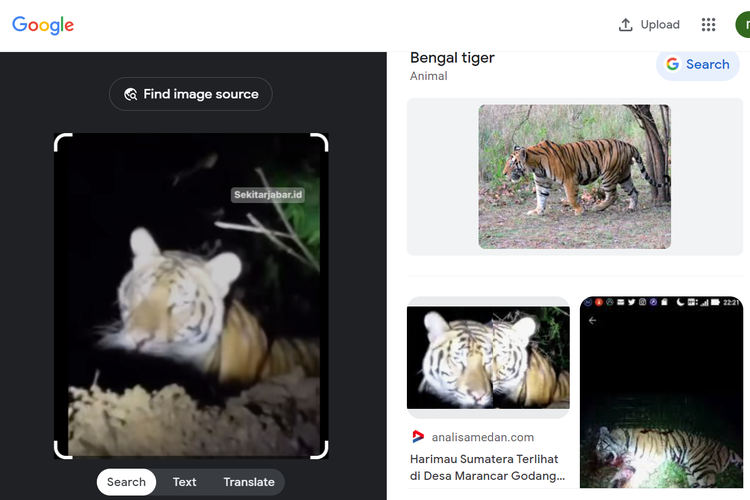 Tangkapan layar pencarian gambar di Google Lens, mengarahkan ke artikel dari Analisa Medan, soal harimau Sumatera yang terlihat di Desa Marancar Godang, Kecamatan Marancar, Kabupaten Tapanuli Selatan.