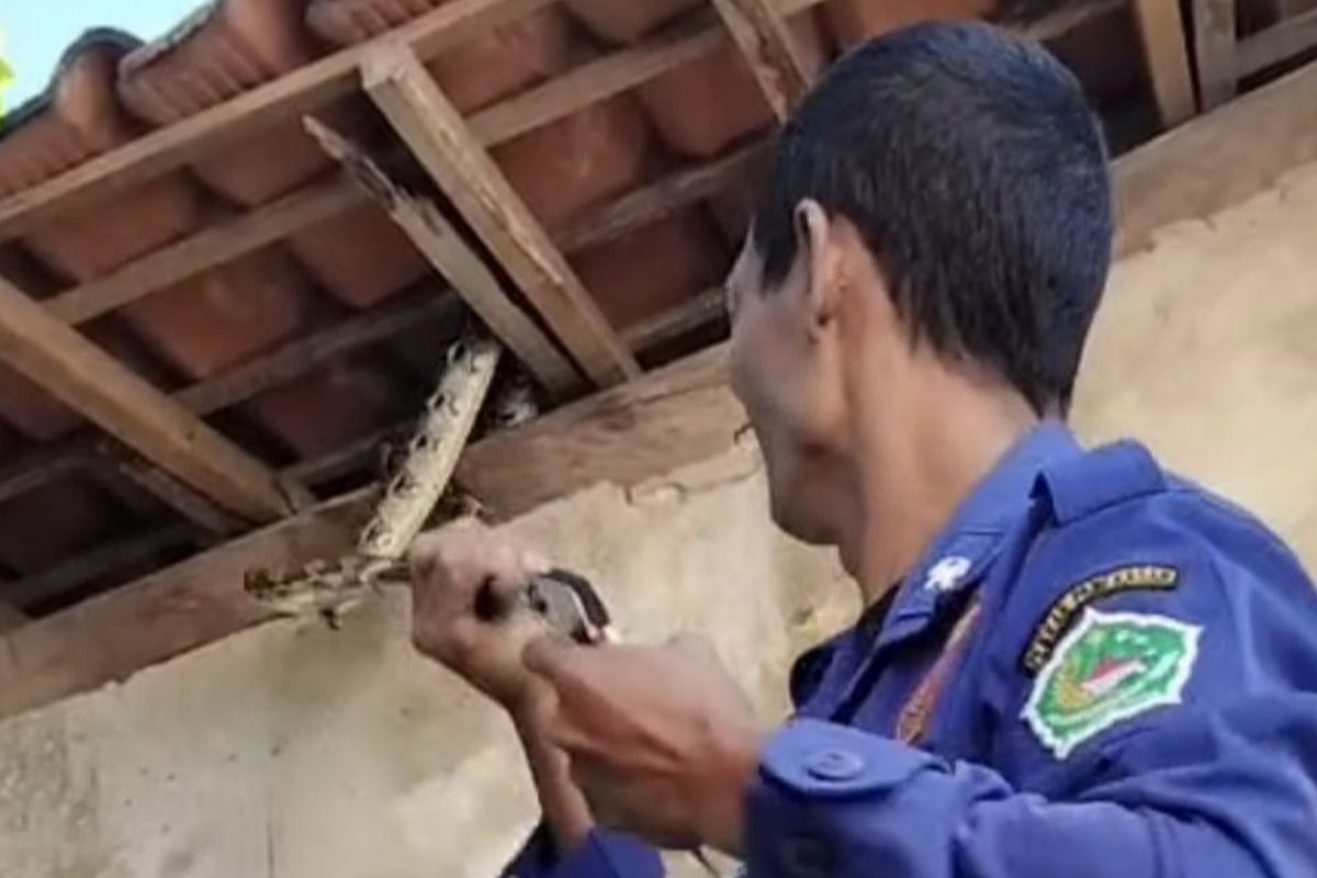 Regu 3 tim damkar Pamekasan dililit ular piton di Kelurahan Bugih, Pamekasan, Rabu (9/7/2025)