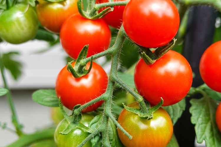 Selain mudah tumbuh, tomat ceri juga akan berbuah kapan saja tanpa mengenal musim.