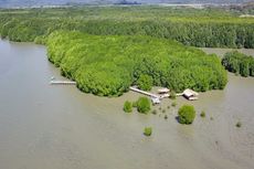 Wisata ke Mangrove Nanga Rosok di Labuan Bajo, Naik Perahu dan Lihat Satwa Langka