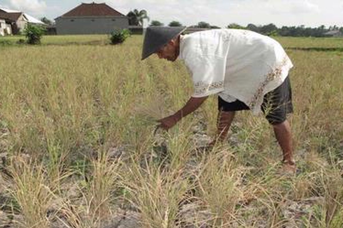 I Ketut Rimin, petani di Desa Batan Nyuh, Kecamatan Marga, Kabupaten Tabanan, Bali, sedang memotongi tanaman padi di sawahnya yang gagal panen akibat kekeringan, Minggu (18/9/2011).