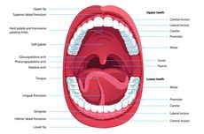 Mulut: Fungsi dan Strukturnya
