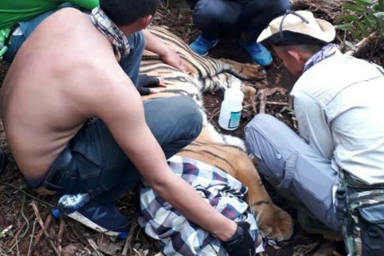 Tim BBKSDA Riau melakukan penyelamatan terhadap seekor harimau sumatera yang terjerat di areal PT RAPP di Kecamatan Teluk Meranti, Kabupaten Pelalawan, Riau, Minggu (29/3/2020).