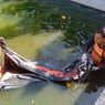 Hilang Sehari, Remaja Putri di Kupang Ditemukan Tewas Mengapung di Kolam Penampung Air