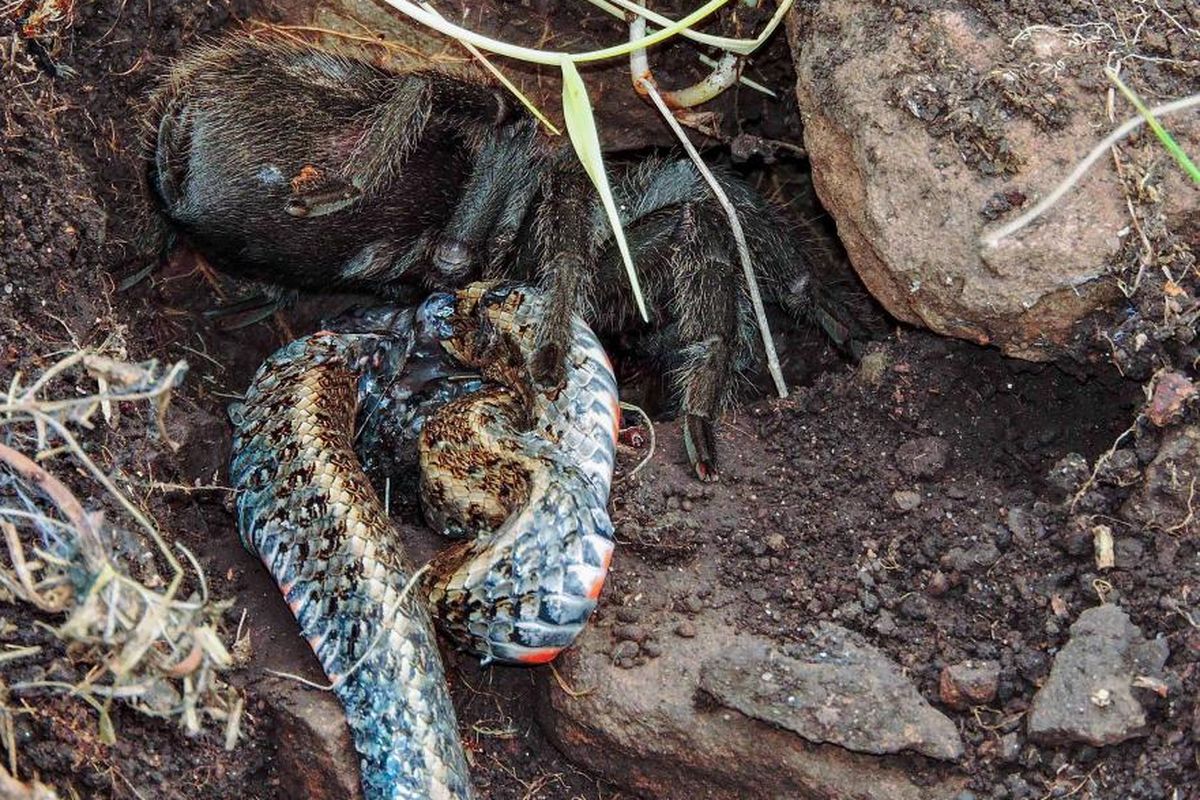 Ular berhasil dikalahkan tarantula, di Brasil