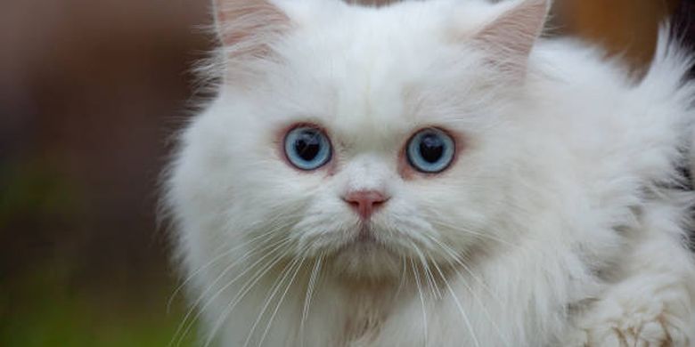 ilustrasi ras kucing persia dengan warna mata biru.