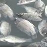 Sekitar 80,5 Ton Ikan Mati Mendadak di KJA Waduk Jatiluhur