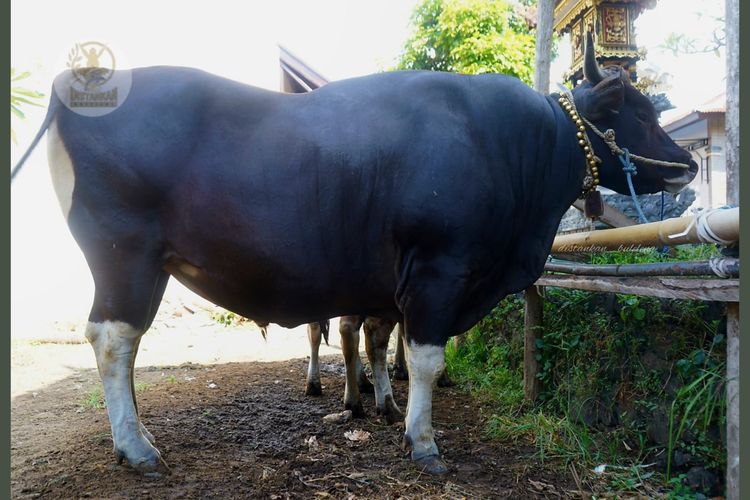 Prabowo Salurkan 12 Sapi Kurban untuk Masyarakat Bali