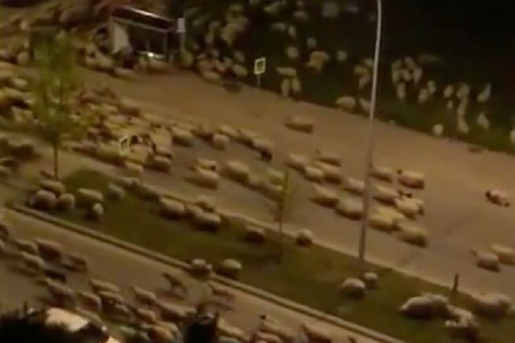 Potongan video yang diambil oleh jurnalis Middle East Eye, Ragip Soylu, menunjukkan kawanan domba melintasi jalanan kota Samsun di Turki, yang tengah sepi buntut dari lockdown Covid-19 yang diterapkan.