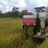 Giliran Petani Lampung yang Panen Raya di Tengah Pandemi Covid-19