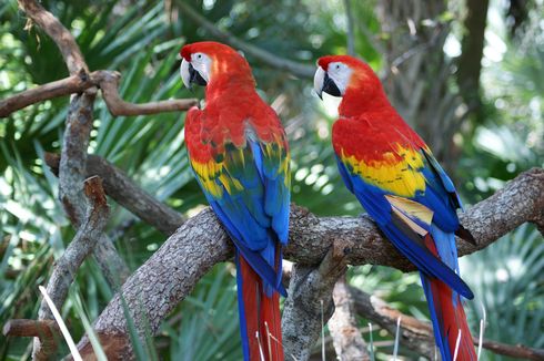 Mengenal Burung Scarlet Macaw, dari Sejarah, Kepribadian, dan Nutrisi