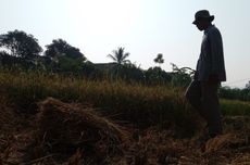 Musim Tanam Padi di Cianjur Mundur, Petani Menganggur Lebih Lama