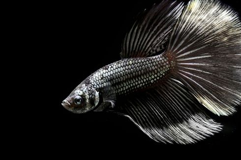 Mengilap di Awal Pandemi, Kini Bisnis Ikan Cupang Mulai Redup