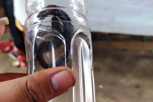 Kronologi Kemunculan Puluhan Ekor Ular Kobra di Cianjur