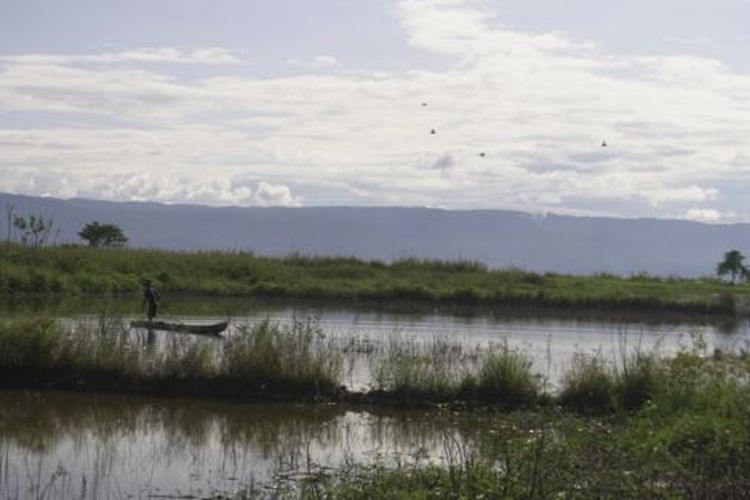 Persawahan di desa Meko, kecamatan Pamona Barat yang terendam air danau Poso sehingga tidak dapat diolah oleh petani di desa tersebut. Jumat, 6 November 2020