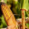 Tips Menanam Jagung di Halaman Rumah agar Tumbuh dan Bisa Panen