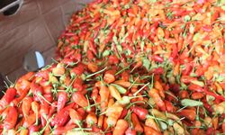 Sistem Tunda Jual Jadi Jurus Kementan Antisipasi Jatuhnya Harga Cabai