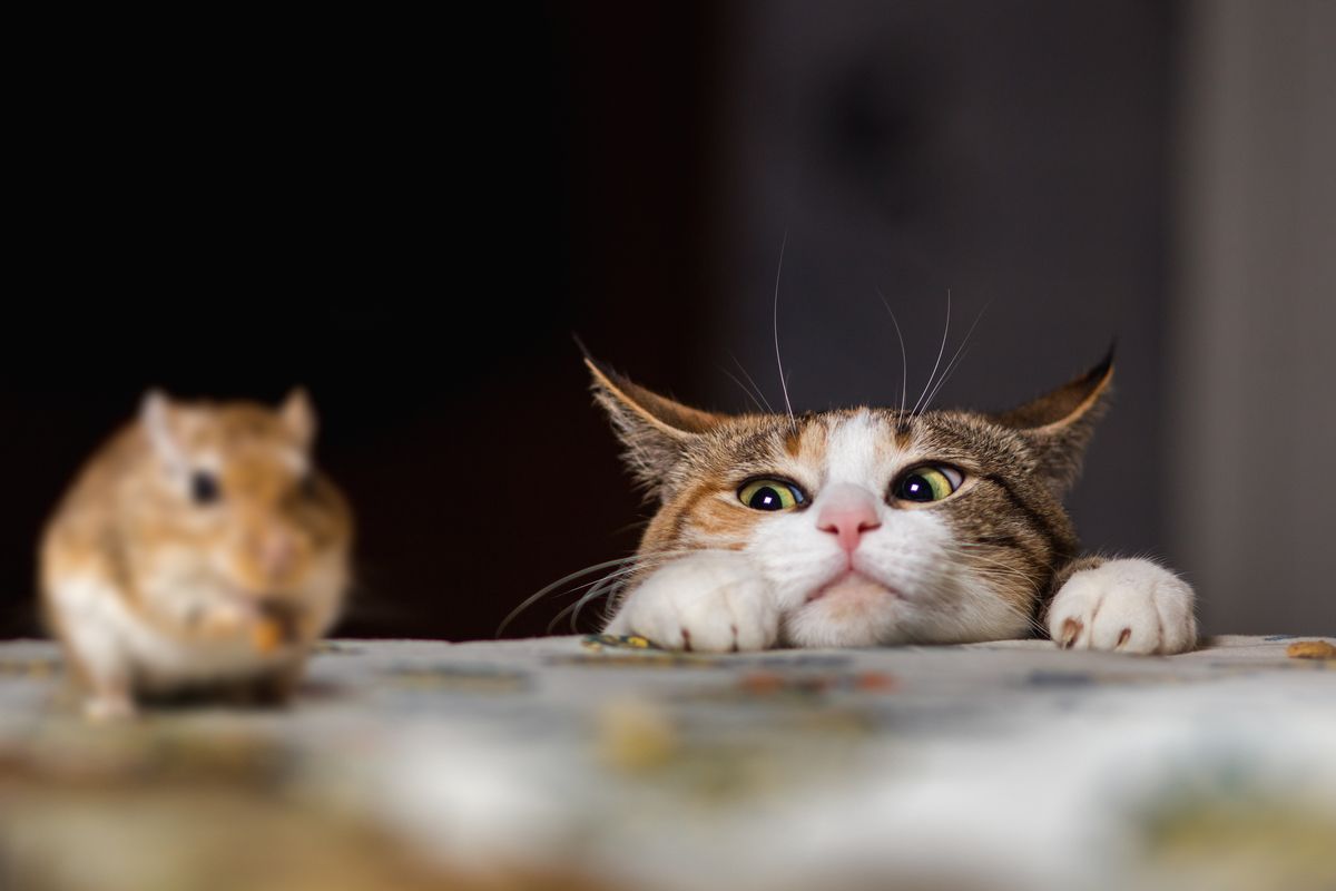 Kucing Ras Sedang 7 Ras Kucing yang Hobi Berburu Tikus