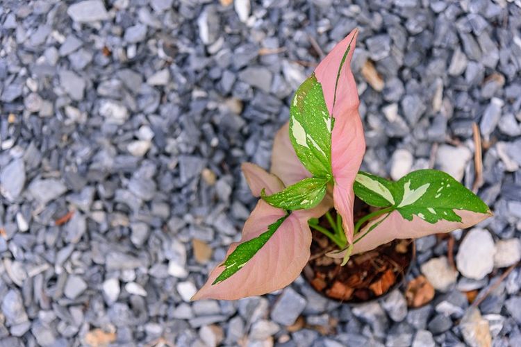 Ilustrasi tanaman Syngonium Red Spot Tricolor.