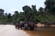 Reuni Dua Pemimpin: Momen Hangat Prabowo dan Raja Abdullah II