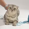 5 Cara Mengajak Kucing Pasif agar Aktif Bermain