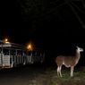 Besok, Safari Malam Tutup Sementara Waktu di Taman Safari Bogor