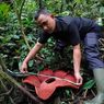 Jelang Akhir 2024, Rafflesia Tuan-Mudae Mekar Sempurna di Sumbar