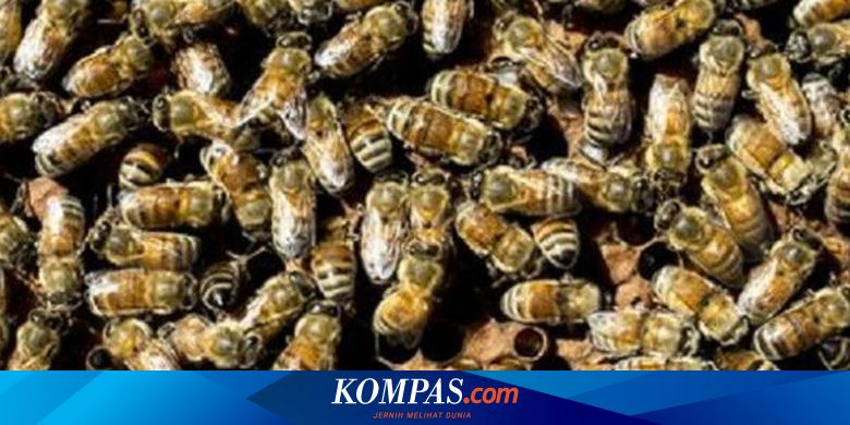 Perilaku Koloni Lebah Ternyata Mirip Respon Otak Manusia Halaman All Kompas Com