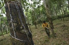 Prospek Agribisnis dan Hilirisasi Karet Alam