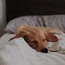 Amankah Membiarkan Anjing Tidur di Kasur?