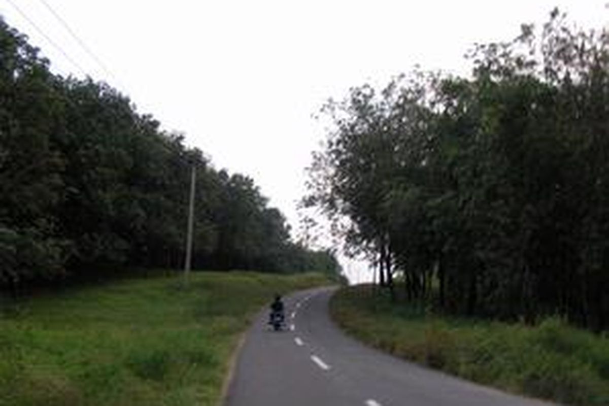 Ilustrasi: Kebun karet