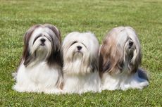 5 Ras Anjing yang Memiliki "Jenggot", Lucu dan Menggemaskan