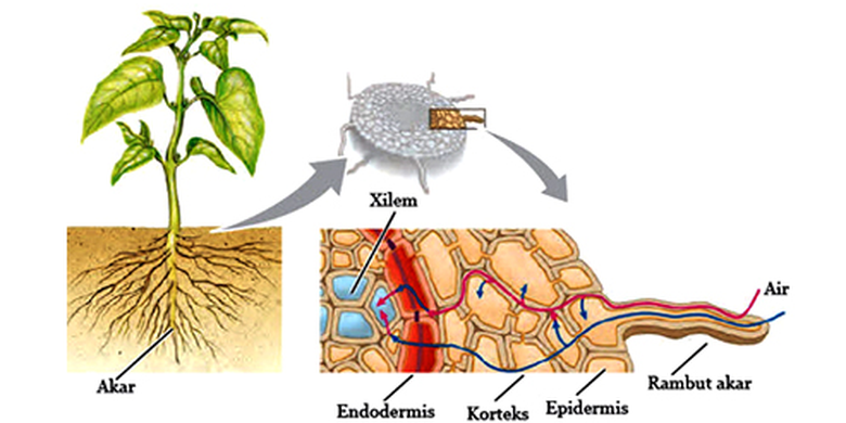 Rambut akar pada jaringan epidermis akar