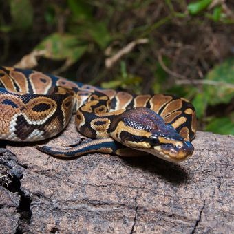 Ilustrasi ular sanca bola atau ball python. 