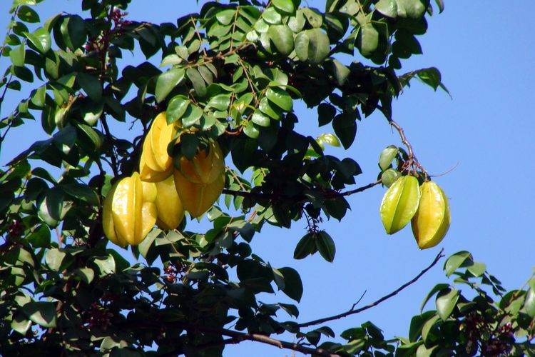 Ilustrasi belimbing, tanaman belimbing. 