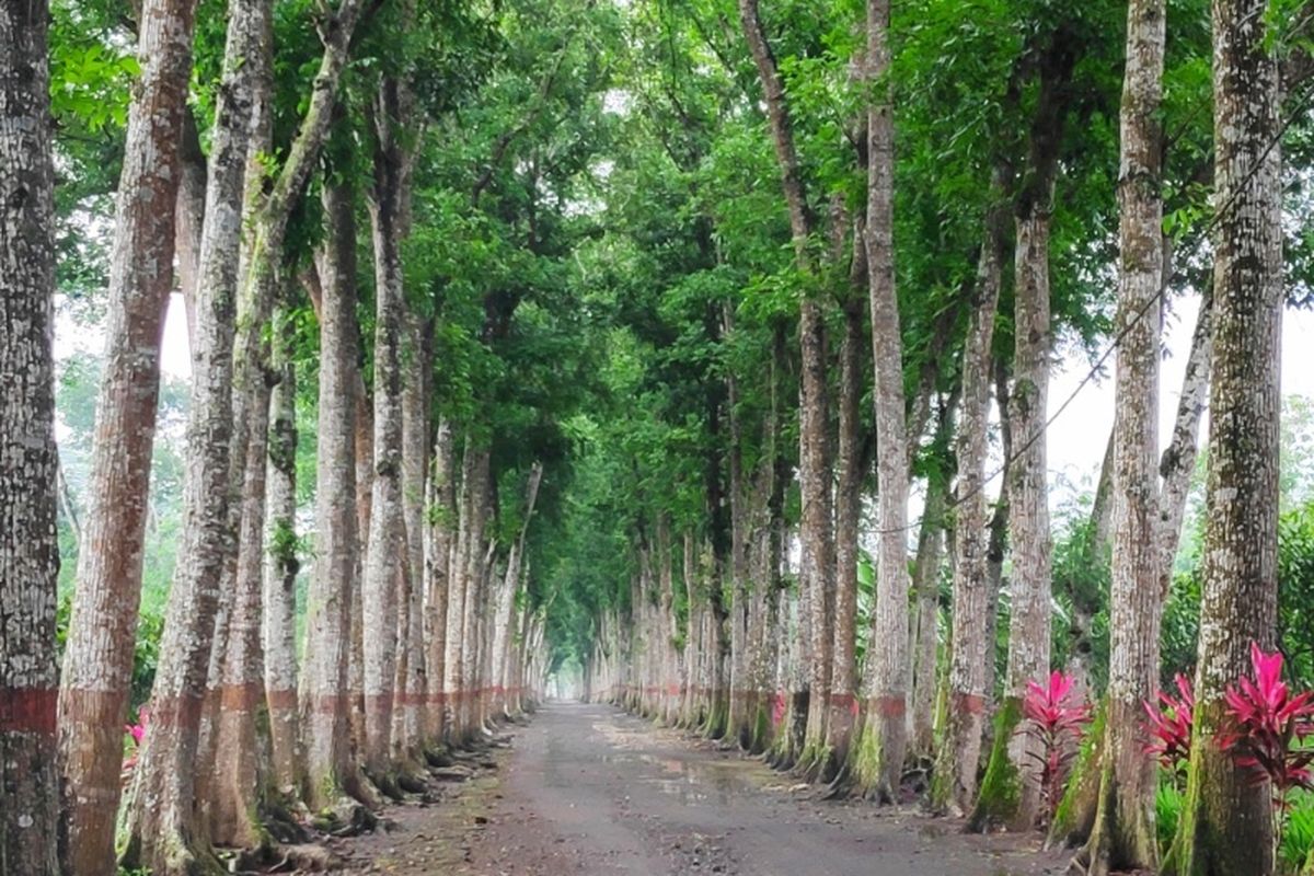 Pemandangan di Pusat Penelitian Kopi dan Kakao Jember. 