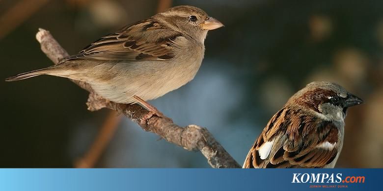 Burung Pipit Laris Dibeli Jelang Imlek