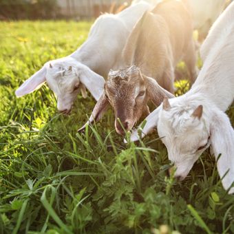 Ilustrasi kambing makan rumput, rumput gajah sebagai pakan ternak kambing. 