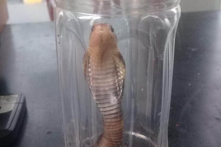 Ular kobra yang berhasil diamankan dan dimasukkan kedalam botol minuman kemasan 
